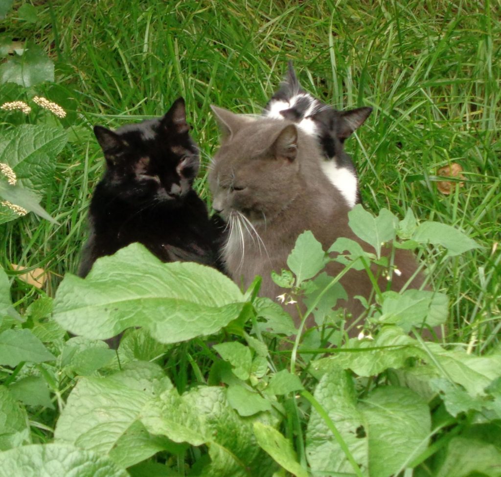 Кошки и трава