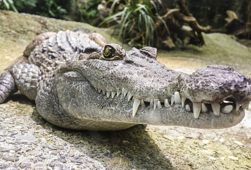 В Австралии крокодил съел 12 собак