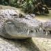 В Австралии крокодил съел 12 собак