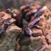 Жители Земли: польза тараканов для экологии