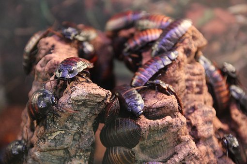 Жители Земли: польза тараканов для экологии