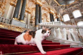 Прославленные коты: смотрители музея Эрмитаж